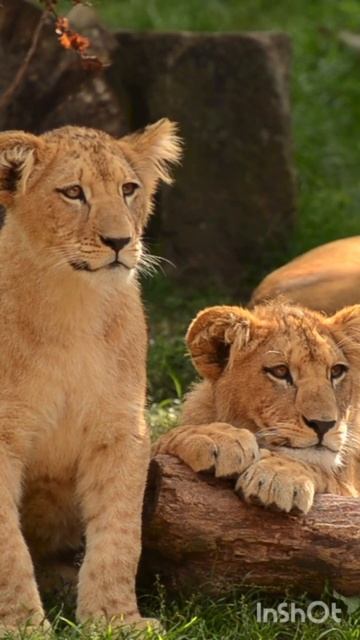 Классическая мелодия.Львы.Африка. смотреть онлайн