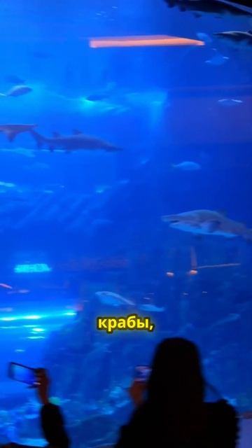 Погружение в океан чудес: самый большой аквариум в мир смотреть онлайн