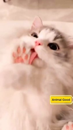 #собаки #кошки #приколы!💕😻#cat #pets #kitten #cute