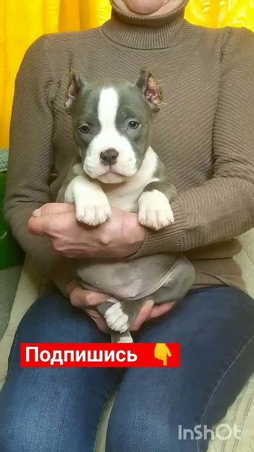 Для продажи есть свободные щенки американского булли смотреть онлайн