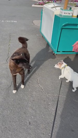 Бродячая голубоглазая красотка ❤️
