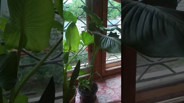 31 травня/ дощ/цвіте жимолость/ напій з бузини смотреть онлайн