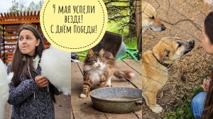 Отметили 9 мая в городе Вязьме, отвезли диким котикам корм, навестили оленей и щеночка