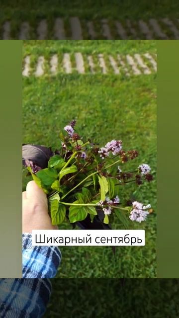 Шикарный сентябрь. #flower #garden #plant #гортензия смотреть онлайн