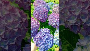 Anda blue  крупнолистная гортензия. Обзор сорта от питомни