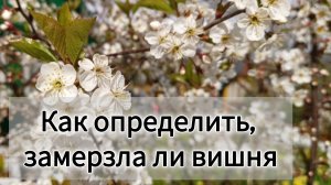 Как определить, замёрзла ли вишня, слива