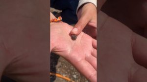 Галлы на сибирской ели. Болезни хвойных. Лечение в опи?