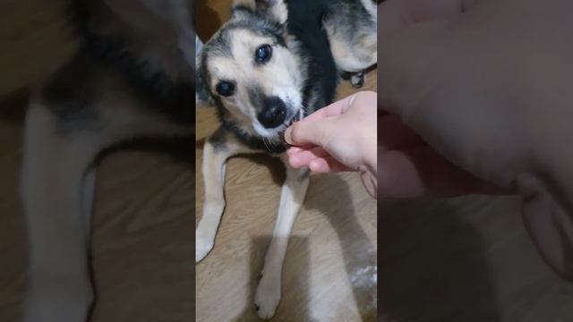 Shorts ЧТО ЛЮБЯТ ЕСТЬ ХАСКИ смотреть онлайн