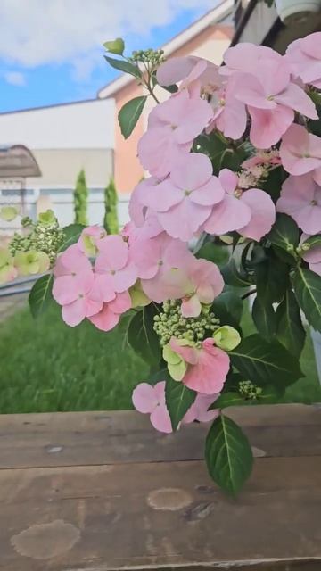 Ампельная гортензия French bolero смотреть онлайн