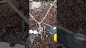 Обрезка метельчатой гортензии Pantheon