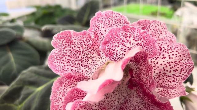 Цветение Глоксинии в марте смотреть онлайн