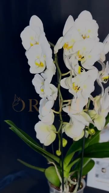 Орхидея бабочка Токио #orchid #цветы #flowers смотреть онлайн