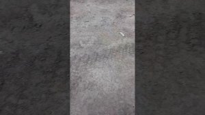 ТО буханки