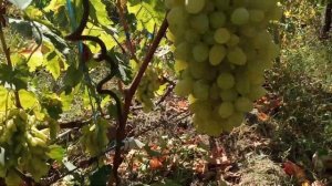 Джокер, Хусайне,111(Бакарди),555(Фреш мускат),Медея,Розовы