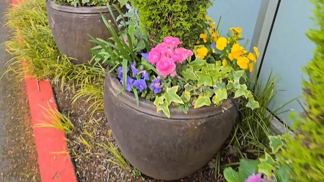 Белвью ранней весной 🍀🌷 Лучшие цветущие уголки горо смотреть онлайн