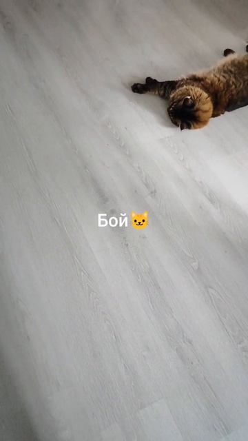 Бой без правил Вилли против Джона 🤛💪🤣🐱❤️ смотреть онлайн