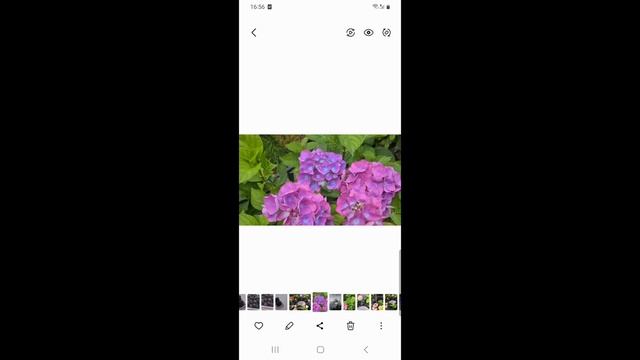 20.11.24.История с 22 года куст Крупнолистной Гортензии ко? смотреть онлайн