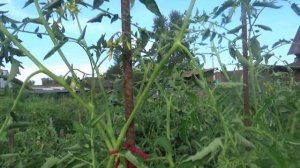 Томат Покоритель неба в открытом грунте. Ярко - красные плоды на фоне голубого неба.