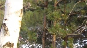 Белочки охотно общаются. Сибирские белки из заповедника _Столбы_.