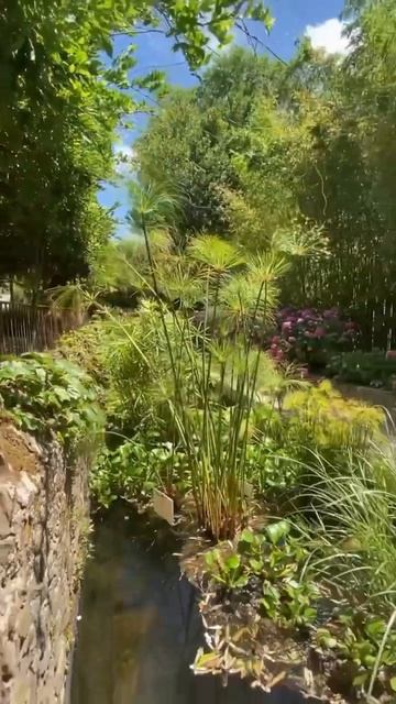 #hydrangea#macrophylla#hortensia#гортензия#garden#гортензія#flowers#park#jardin#s смотреть онлайн