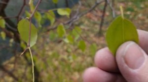 Саженцы Зизифуса, Вы просили.