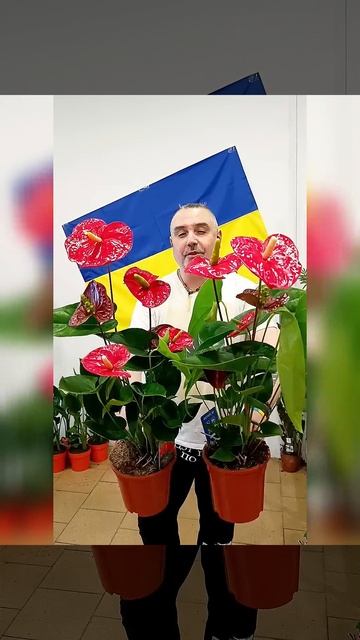 Королевский Антуриум Андрэ Джамбо! Цена 650 гривен! Бро? смотреть онлайн