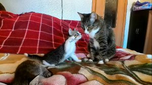 Расширение территории котят Софы, Ибрагима и Гавриила.