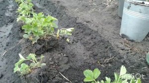 Пересадка клубники