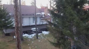 Мои работы на даче в начале октября. Готовлю малину к зиме. Пробуем свой арбуз.