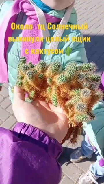 17 апреля 2023 г. #кактус #стерлитамак #башкортостан #прог? смотреть онлайн