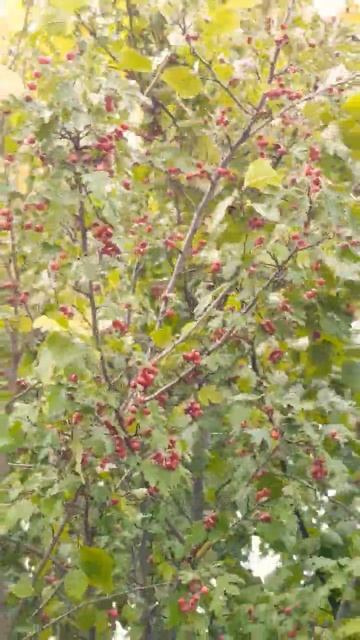 Заросли боярышника #лекарственныерастения #medicinalplants #s смотреть онлайн