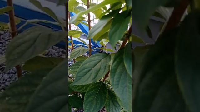 огромная гортензия растет в строительном мусоре смотреть онлайн