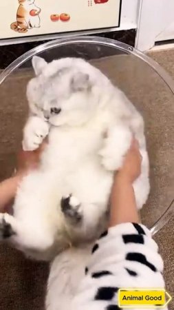 #собаки #кошки #приколы