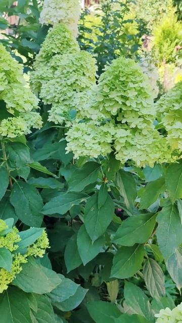 А давайте отдыхнем денёк? Как вам такая идея?☺️🫶 #сад смотреть онлайн