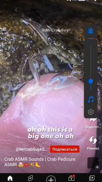 краб к ест ноги 🙃 смотреть онлайн