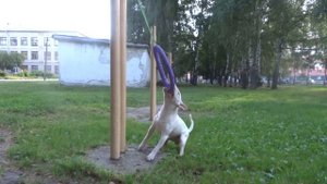 Собака убийца съела ребёнка!!!!!