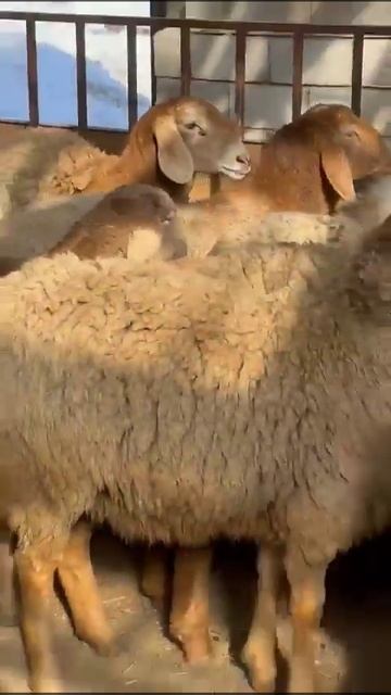 На продажу ярочки 15 голов. Возраст 7 -8 месяцев.Линия ес? смотреть онлайн