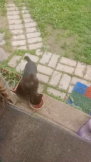 Котик каждый день приходит и просит есть 🐈⬛🐈⬛🐈 смотреть онлайн