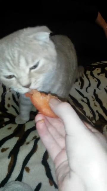 Котик ест помидор) #котята #голодный_не_останется смотреть онлайн