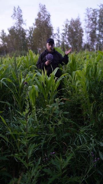 Время летит - кукуруза растет - кабанчик ждет смотреть онлайн