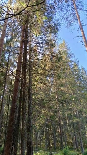 Какая прелесть,осенний лес!30.09.23. смотреть онлайн