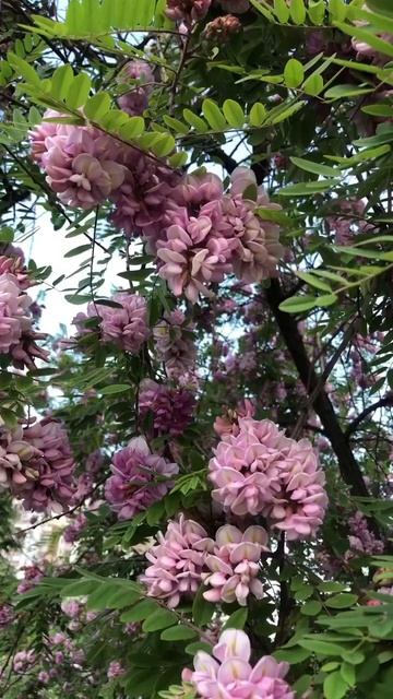 РОЗОВАЯ АКАЦИЯ #робиния каскадная #robinia hispida #nature #флор? смотреть онлайн