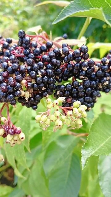 Бузина черная #piano #nature #pianomusic #flowers #ягоды #shorts смотреть онлайн