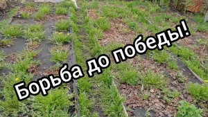 Огород зарос бурьяном! Как же тяжело с ним бороться...