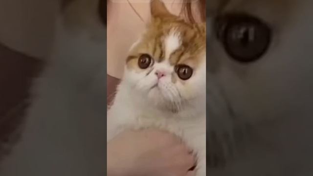 У нас есть 4 слова чтоб штота хы😂🤣 смотреть онлайн