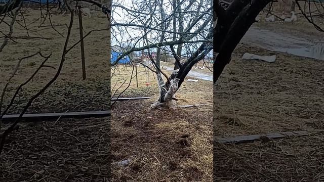 Вот здесь мои кровушки едят сено смотреть онлайн