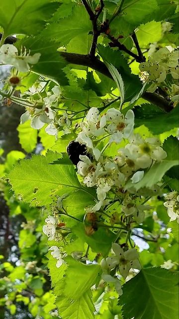 Цветы боярышника и жук смотреть онлайн