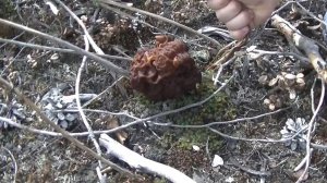 Тихая Охота! Первые Грибы!