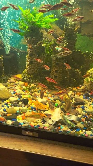 рыбы едят лосося в аквариуме смотреть онлайн