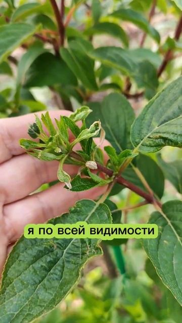 Гортензия метельчатая Ванила фрайз на штамбе